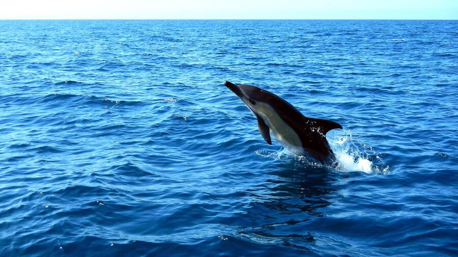 Lisbon: Arrábida Natural Park Dolphin Watching Boat Tour - More than dolphins: coastline stops, caves, and little wildlife surprises