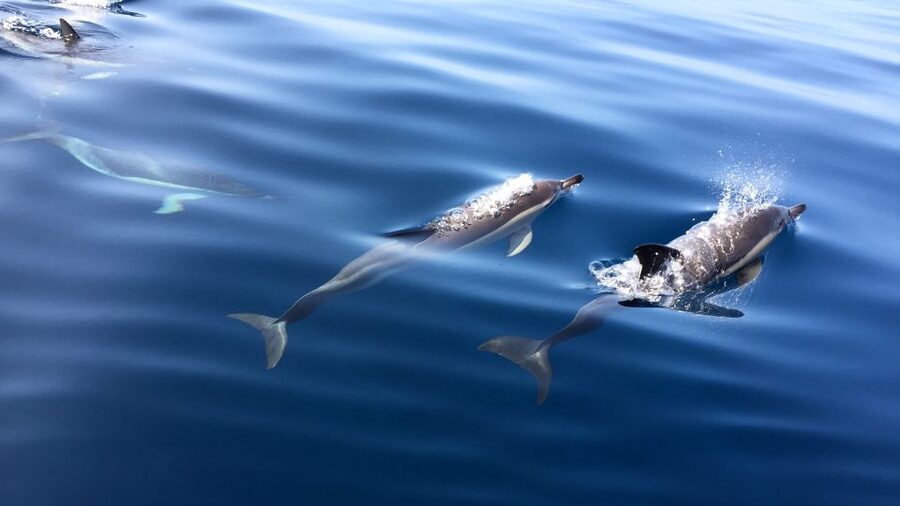Lisbon: Arrábida Natural Park Dolphin Watching Boat Tour - The regional pastry and drink: a small included treat that changes the feel