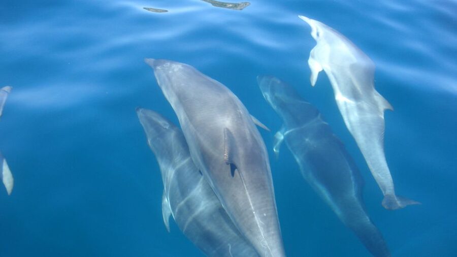 Lisbon: Arrábida Natural Park Dolphin Watching Boat Tour - Price and value: is $58 a fair deal?