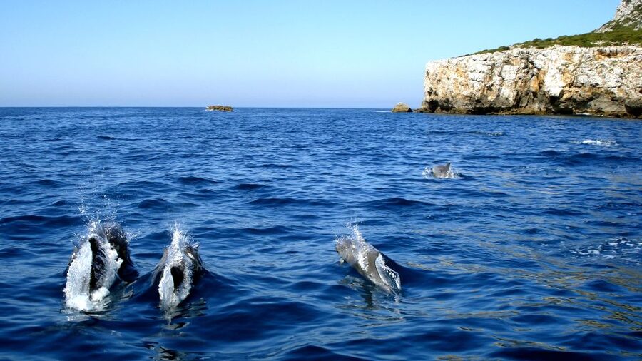 Lisbon: Arrábida Natural Park Dolphin Watching Boat Tour - Getting to Sesimbra: timing, waiting, and why it can feel smoother than you think
