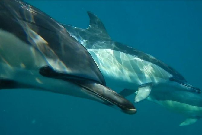 Lisbon: Dolphin Watching with a Marine Biologist - Ocean Safari - Meeting at Doca de Santo Amaro under the 25 de Abril bridge
