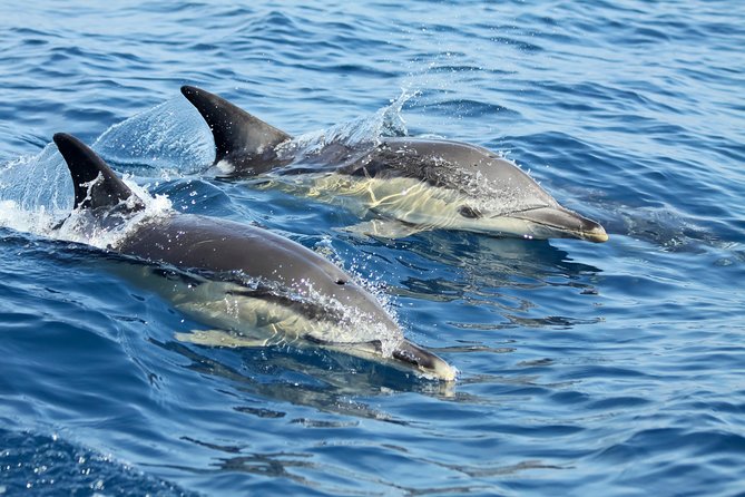 Lisbon: Dolphin Watching with a Marine Biologist - Ocean Safari - Stop 1: Docas de Santo Amaro, where the day starts right