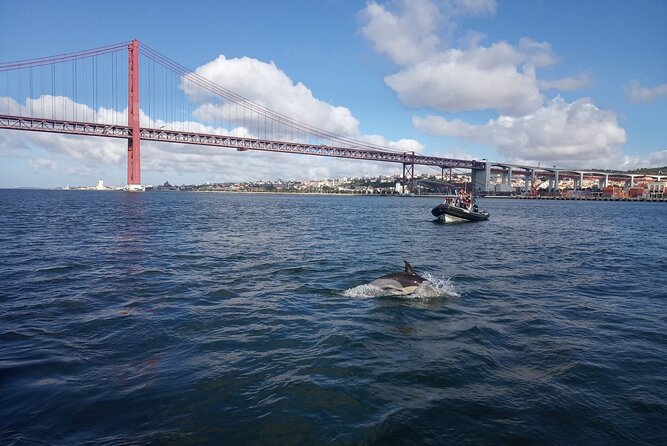 Lisbon: Dolphin Watching with a Marine Biologist - Ocean Safari - Stop 2: Farol do Bugio, where you scan, then wait, then win