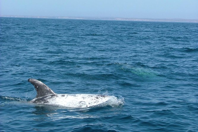 Lisbon: Dolphin Watching with a Marine Biologist - Ocean Safari - Real talk on dolphin odds, the 95% figure, and what guarantee means