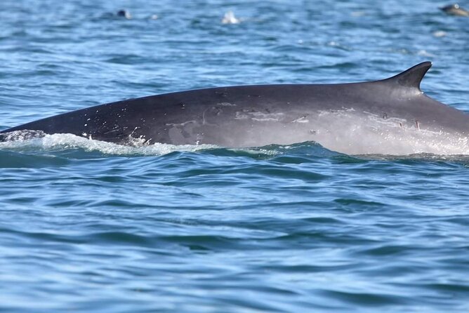 Lisbon: Dolphin Watching with a Marine Biologist - Ocean Safari - Weather, cold wind, and your anti-seasickness plan