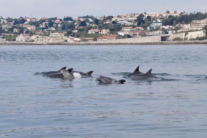 Lisbon: Dolphin Watching with a Marine Biologist - Ocean Safari - The fast 8.5 m RIB ride, speed, and why it helps you enjoy it