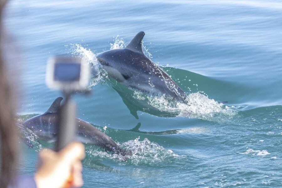 Lisbon: Dolphin Watching with Marine Biologist - Key Highlights You Should Actually Care About