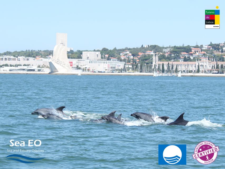 Lisbon: Dolphin Watching with Marine Biologist - Price and Value for a 3 Hour Marine Bio Guided Safari