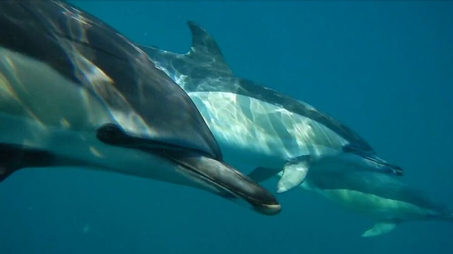 Lisbon: Dolphin Watching with Marine Biologist - Dolphin Watching Close To Lisbon: Why This RIB Safari Feels Different