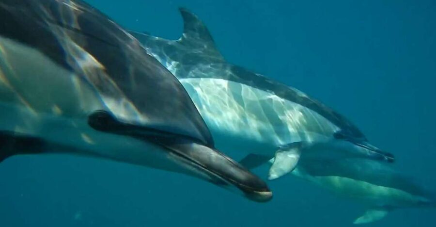 Lisbon: Dolphin Watching with Marine Biologist - What Happens Before You Hit Open Water: Safety, Then Search
