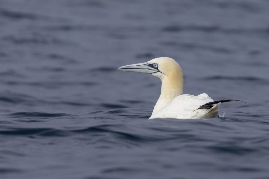 Lisbon: Dolphin Watching with Marine Biologist - Scanning For Dolphins With a Marine Biologist Onboard