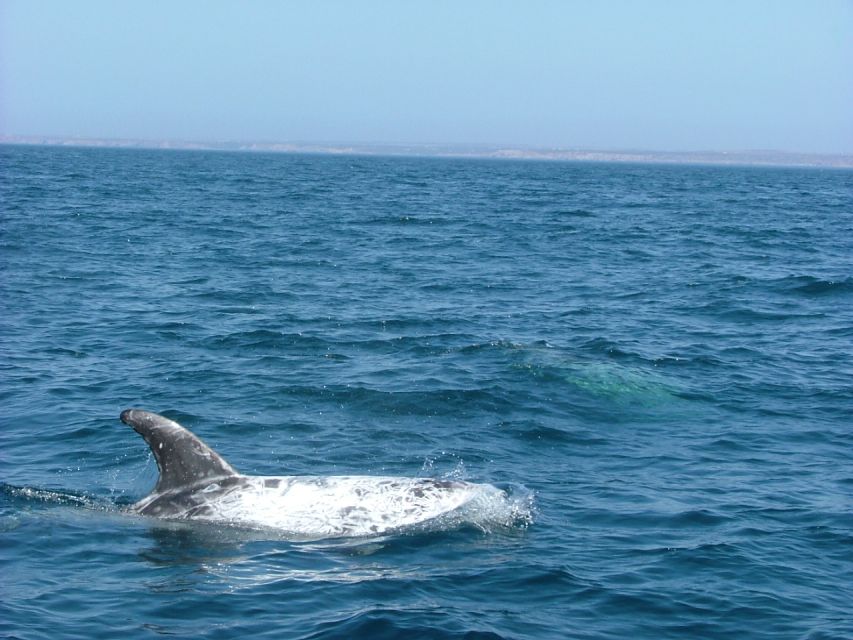 Lisbon: Dolphin Watching with Marine Biologist - Riding the Coast: Fort of São Lourenço do Bugio and the Views Between Sightings