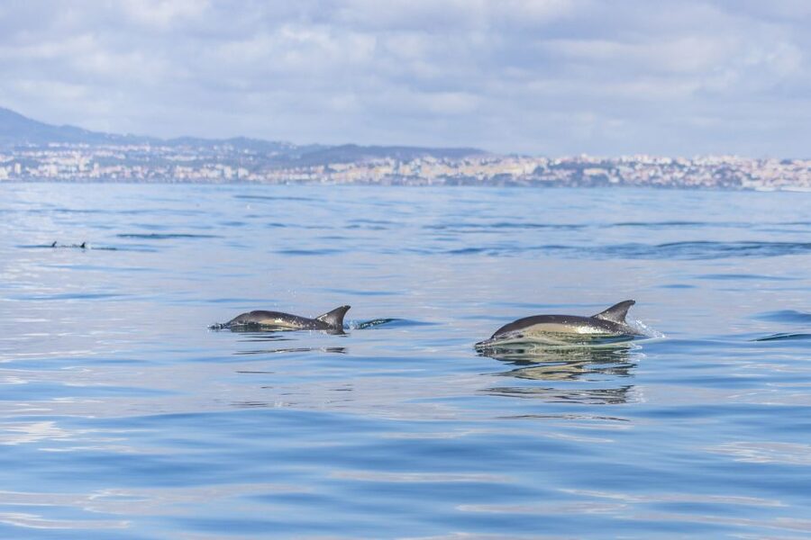 Lisbon: Dolphin Watching with Marine Biologist - Belém Tower and the Discoveries Monument, Seen Like a Local
