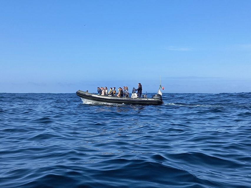 Lisbon: Dolphin Watching with Marine Biologist - What to Pack and How to Handle Lisbon Sea Wind