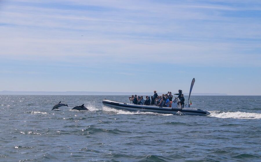 Lisbon: Dolphin Watching with Marine Biologist - Small Group - Should you book the Lisbon dolphin watching with a marine biologist?