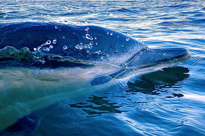 Lisbon: Dolphin Watching with Marine Biologist - Small Group - From Mercedes-Benz Oceanic Lounge to the water under 25 de Abril Bridge