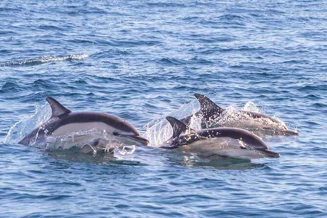 Lisbon: Dolphin Watching with Marine Biologist - Small Group - Tagus River to open sea: your best chances for dolphins, whales, and seabirds