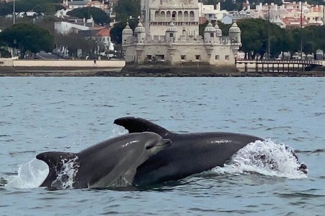 Lisbon: Dolphin Watching with Marine Biologist - Small Group - Fort of São Lourenço do Bugio and the Cascais photo-stop moments