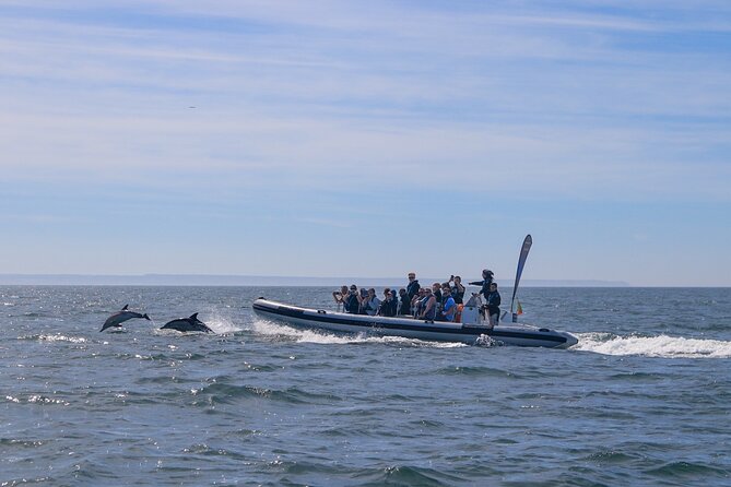 Lisbon: Dolphin Watching with Marine Biologist - Small Group - Conservation connection: real monitoring tied to Oceanário de Lisboa and ICNF