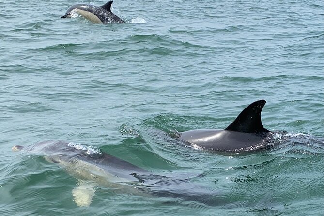 Lisbon: Dolphin Watching with Marine Biologist - Small Group - How the $61 price stacks up for a 3-hour marine biologist cruise