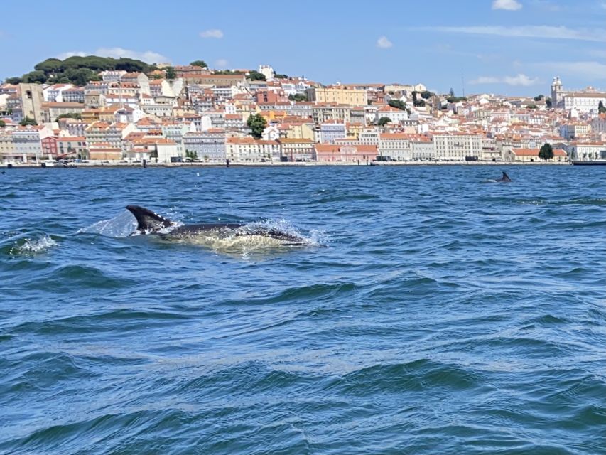 Lisbon: Dolphin Watching with Marine Biologist - Small Group - Who this Lisbon dolphin watching tour suits best
