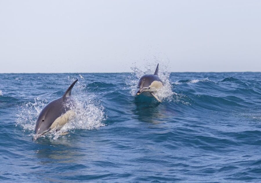 Lisbon: Dolphin Watching with Marine Biologist - Meeting At SeaEO Tours and Finding Doca de Santo Amaro Gate 3