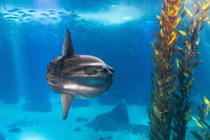 Lisbon Oceanario: Aquarium Entrance Ticket - Sharks, rays, sea otters, and the animals people linger on