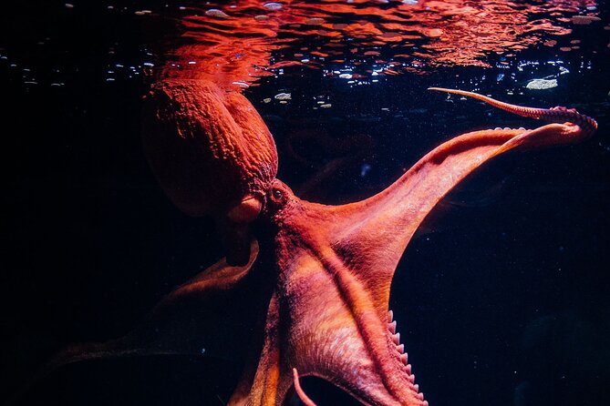 Lisbon Oceanario: Aquarium Entrance Ticket - Timing and crowd tips: enjoy the tanks, not the traffic