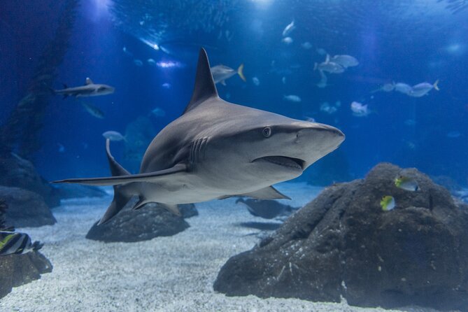 Lisbon Oceanario: Aquarium Entrance Ticket - Who should book this, and who might want a different plan
