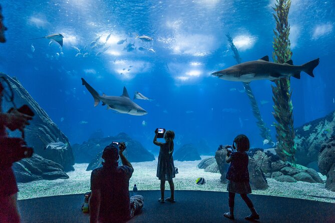 Lisbon Oceanario: Aquarium Entrance Ticket - Two levels of viewing, with a layout that rewards going slow