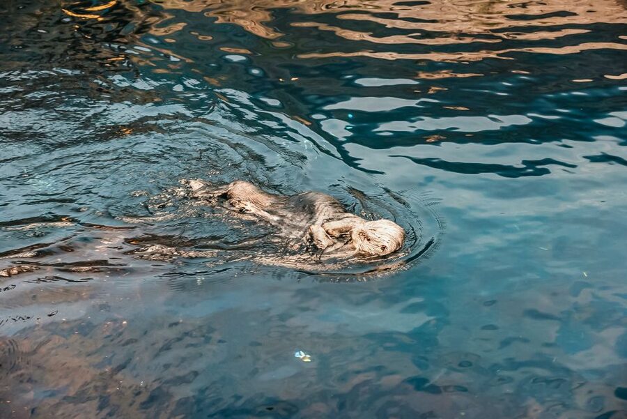 Lisbon: Oceanário de Lisboa Entrance Ticket - Key Things You’ll Enjoy Most