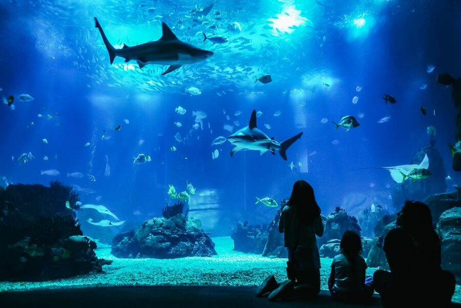 Lisbon: Oceanário de Lisboa Entrance Ticket - Should you book the Oceanário de Lisboa entrance ticket?