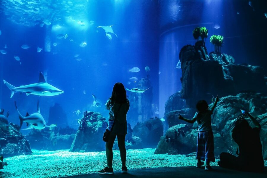 Lisbon: Oceanário de Lisboa Entrance Ticket - The main central tank: where sharks, rays, and calm watching take over