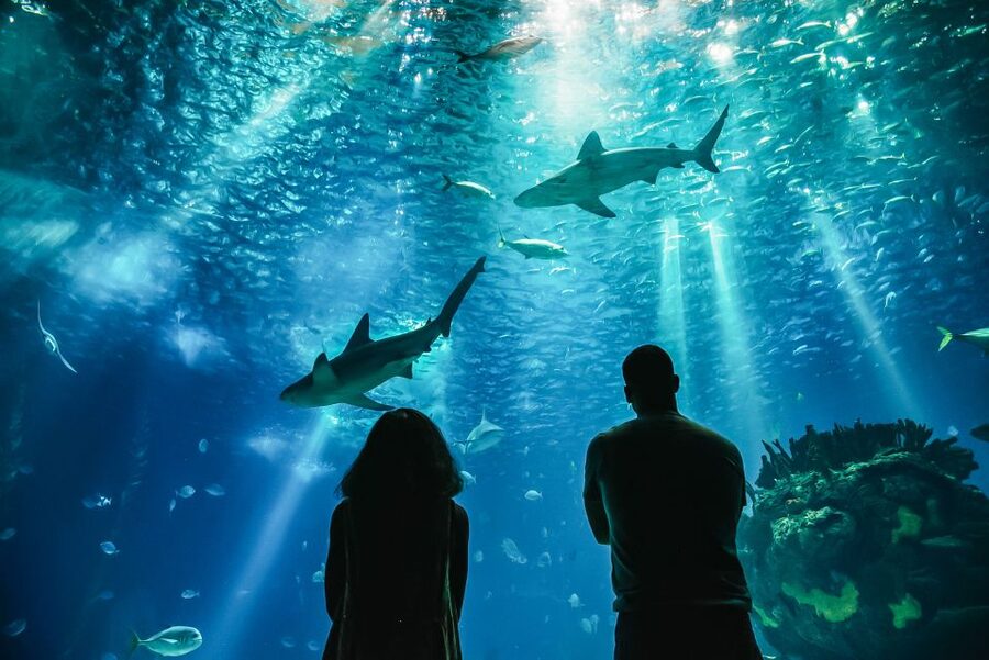 Lisbon: Oceanário de Lisboa Entrance Ticket - Sea otters in Lisbon, plus the moments you should plan around