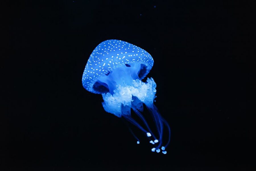 Lisbon: Oceanário de Lisboa Entrance Ticket - Ticket value: why $29 can feel like a bargain if you use it well
