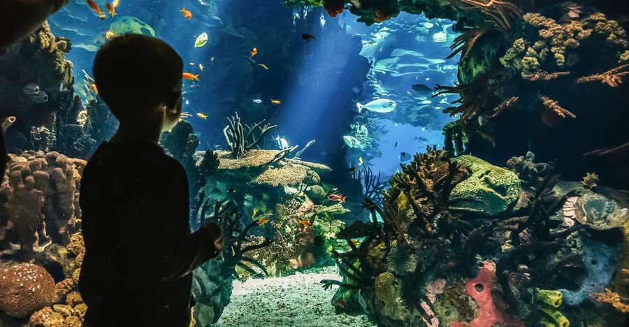 Lisbon: Oceanário de Lisboa Entrance Ticket - What the Oceanário is like for families, solo adults, and rainy-day Lisbon