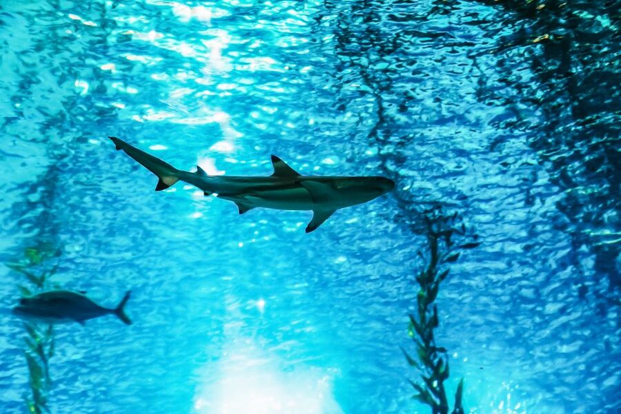Lisbon: Oceanário de Lisboa Entrance Ticket - Four ocean worlds inside one building