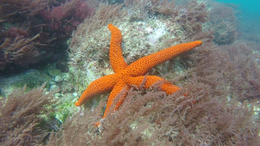 Lisbon: Snorkelling in Sesimbra/Arrábida Natural Park - Price and value: what you are really paying for