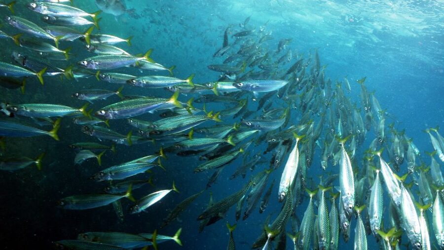 Lisbon: Snorkelling in Sesimbra/Arrábida Natural Park - The 3-hour rhythm: from meeting point to water time