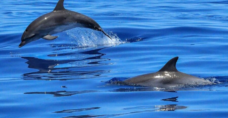 Lisbon: Tagus River Cruise to the Ocean & Dolphin Watching - From Estação Fluvial Sul e Sueste to the Atlantic in 2.5 Hours