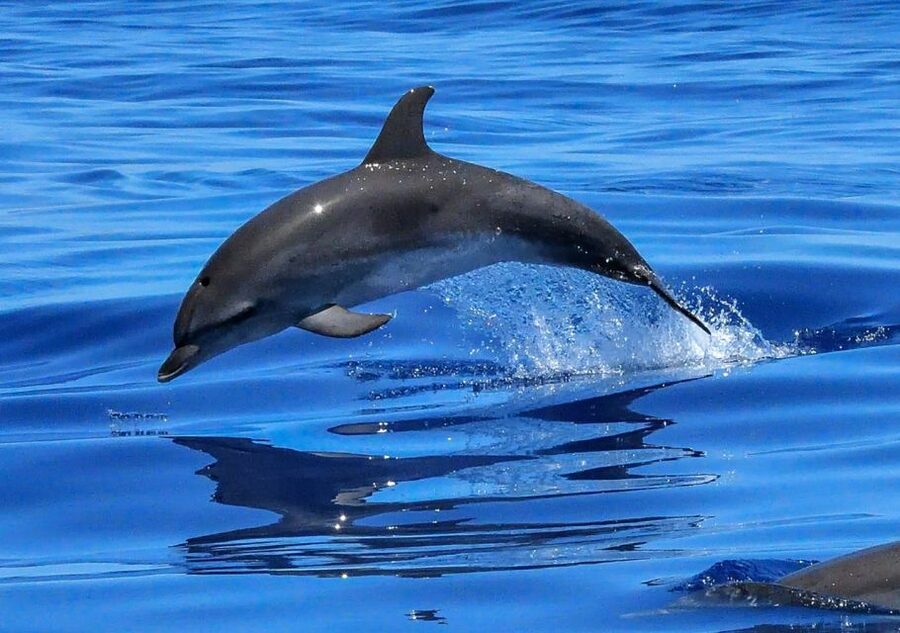 Lisbon: Tagus River Cruise to the Ocean & Dolphin Watching - Price and logistics: is a $38 dolphin cruise a good deal?