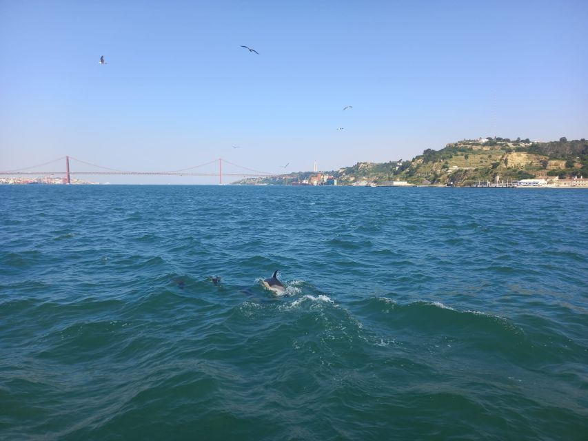 Lisbon: Tagus River Cruise to the Ocean & Dolphin Watching - Who this tour suits, and who should skip it