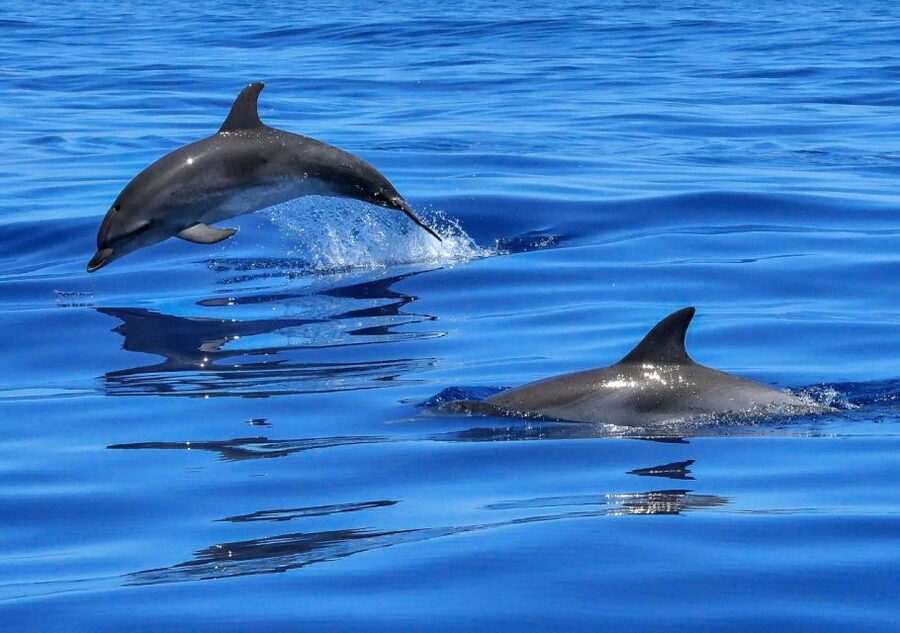 Lisbon: Tagus River Cruise to the Ocean & Dolphin Watching - What dolphin watching means when dolphins are wild, not guaranteed
