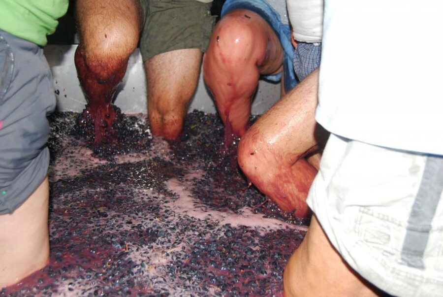 Loulé: Quinta da Tôr Winery Guided Tour and Wine Tasting - Key things I’d bookmark before you go