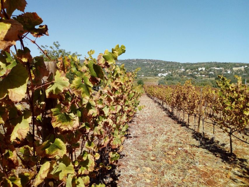 Loulé: Quinta da Tôr Winery Guided Tour and Wine Tasting - Who this tour suits best in the Algarve