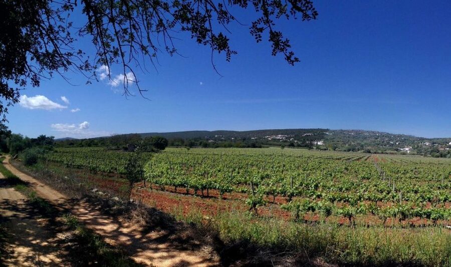 Loulé: Quinta da Tôr Winery Guided Tour and Wine Tasting - Quinta da Tôr’s Loulé setting: wine, views, and an infinity pool