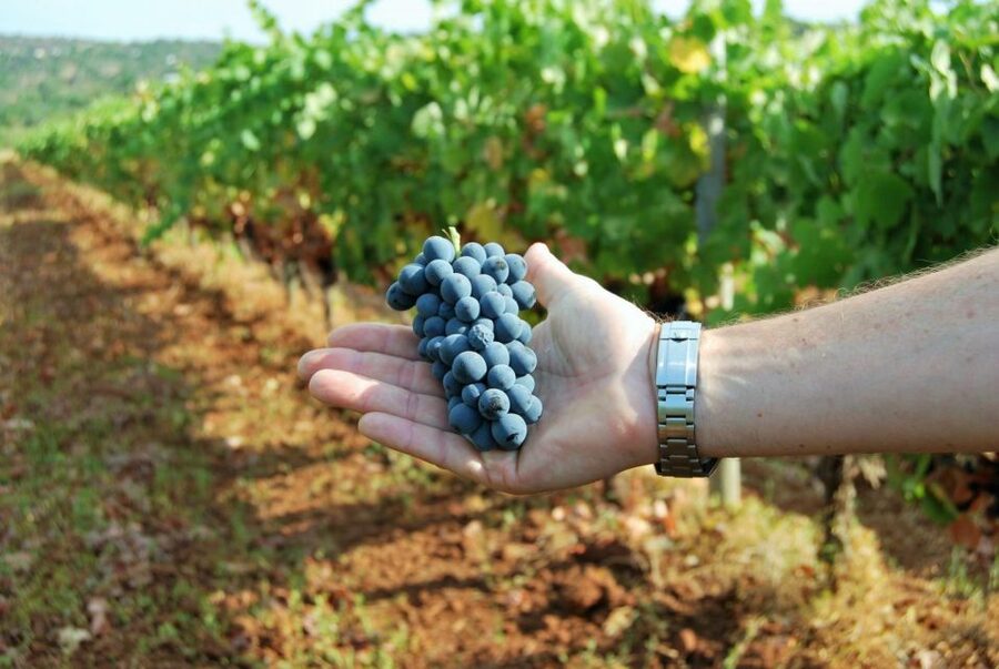 Loulé: Quinta da Tôr Winery Guided Tour and Wine Tasting - How long to plan, what to wear, and what to expect from the pace
