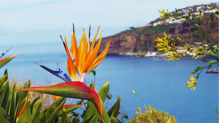 Madeira: Cabo Girao, Jeep Tour Adventure and Wine Tasting - São Vicente and the Scenic Drive That Adds Variety