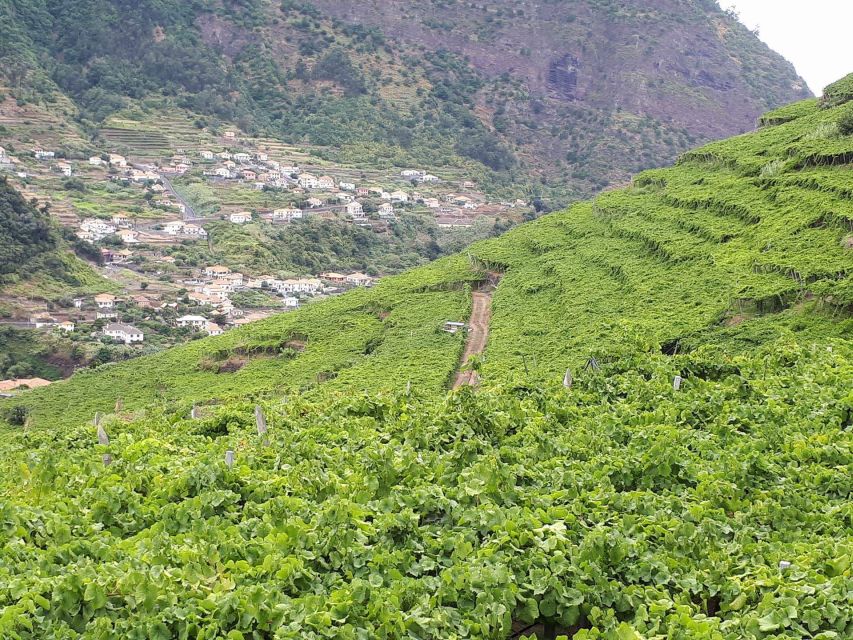 Madeira: Cabo Girão, Wine Tasting, & Serra d'Água Jeep Tour - Why this Cabo Girão, jeep, and wine mix makes sense in 4 hours