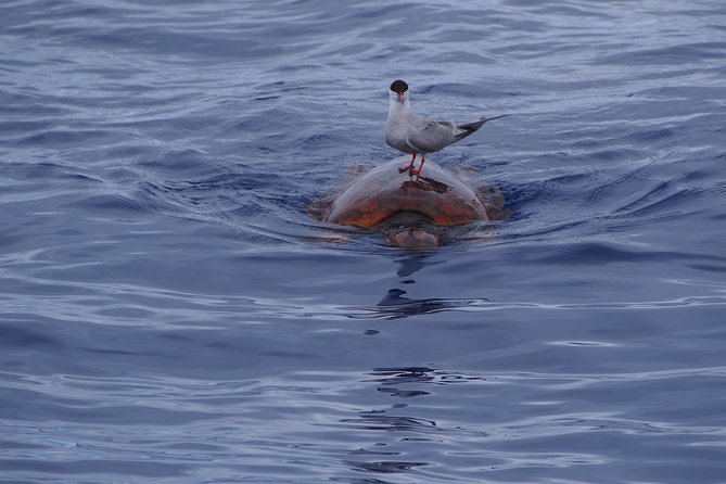 Madeira Dolphin and Whale Watching on a Ecological Catamaran - The itinerary along the coast: more than just wildlife